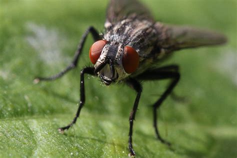 fly .